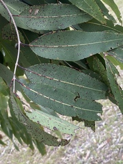 Angophora floribunda