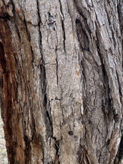 Angophora floribunda