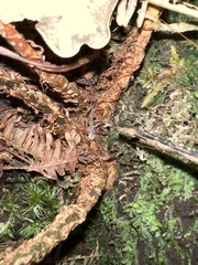 Arachniodes insularis