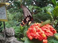 Papilio memnon heronus