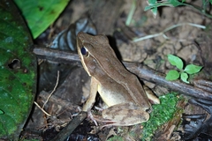 Lithobates warszewitschii
