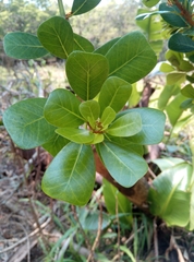 Ficus craterostoma