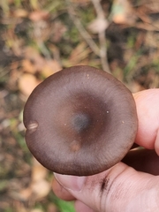 Pseudoclitocybe