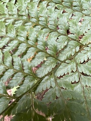 Arachniodes insularis