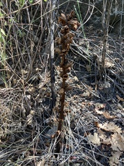 Orobanche caryophyllacea