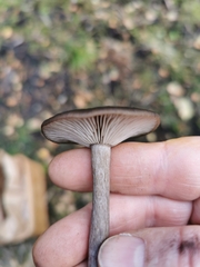 Pseudoclitocybe