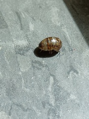 Armadillidiidae