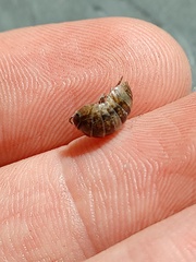 Armadillidiidae