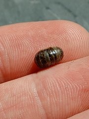 Armadillidiidae