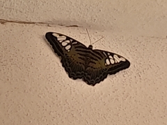 Parthenos sylvia virens