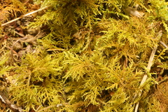 Thuidium tamariscinum
