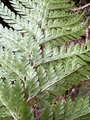 Arachniodes insularis