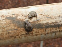 Litoria rubella