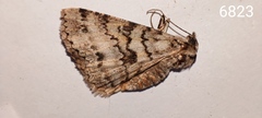 Ascotis fortunata
