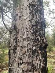 Eucalyptus resinifera