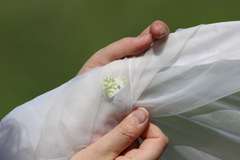 Euchloe ausonia