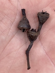 Eucalyptus resinifera