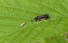 Macrophya montana