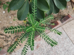 Phyllanthus amarus