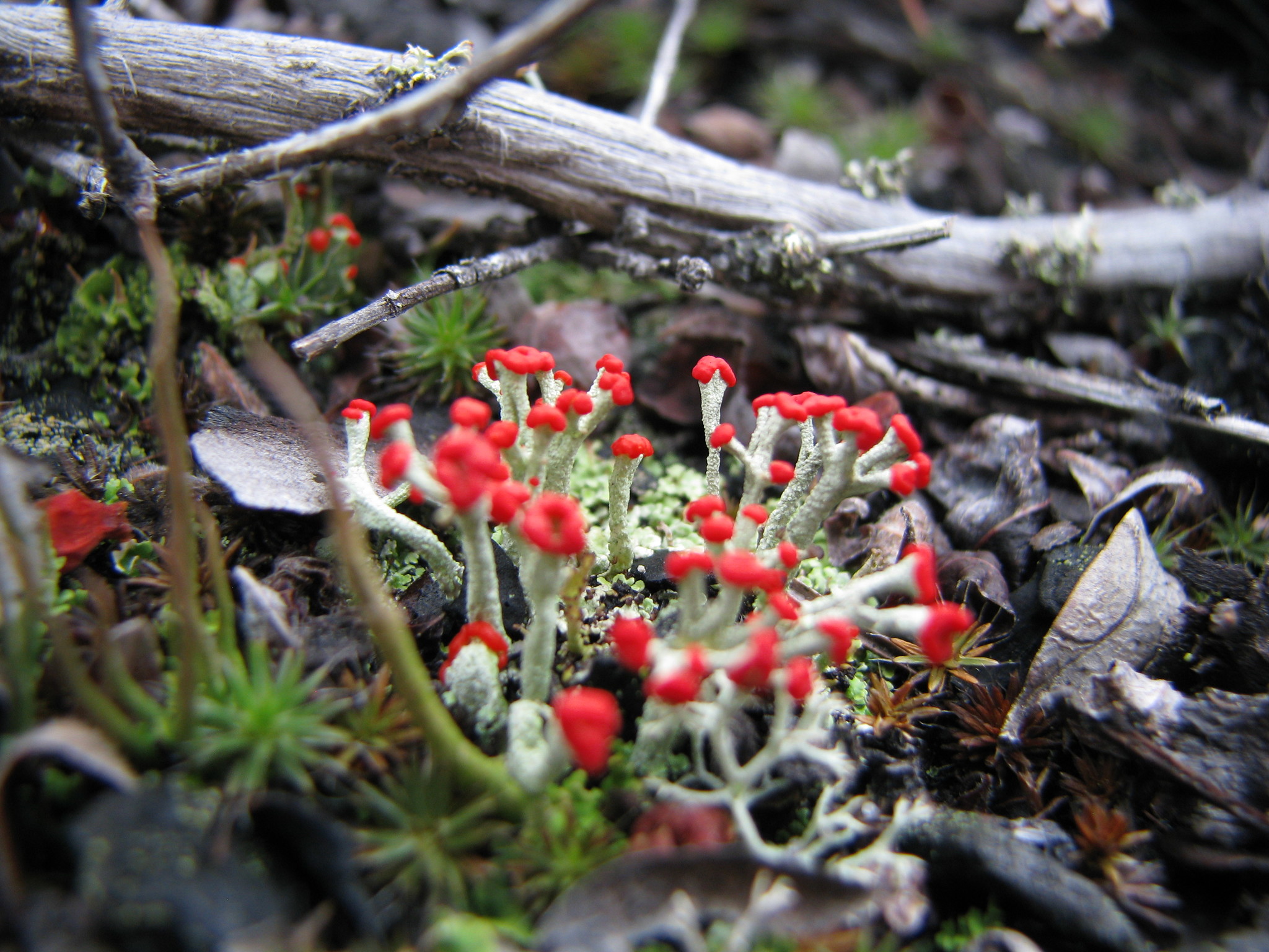Cladoniaceae image