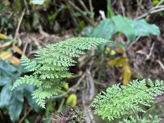 Dryopteris glabra pusilla