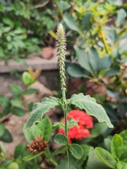 Achyranthes