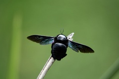 Xylocopa latipes
