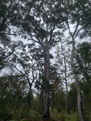 Eucalyptus resinifera