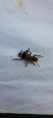 Thanasimus formicarius
