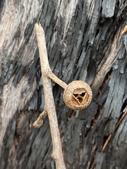 Eucalyptus tindaliae