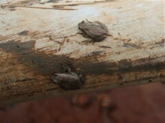 Litoria rubella