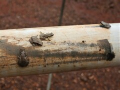 Litoria rubella