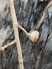 Eucalyptus tindaliae