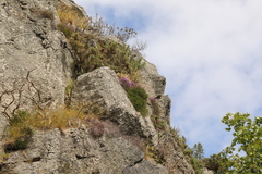 Erica cinerea