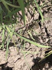 Ranoidea alboguttata