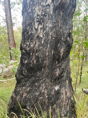 Eucalyptus tindaliae