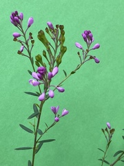 Comesperma hispidulum