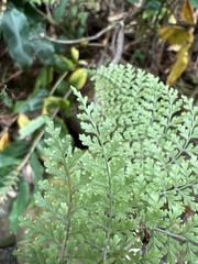 Dryopteris glabra pusilla