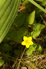 Lysimachia nemorum