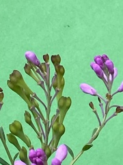 Comesperma hispidulum