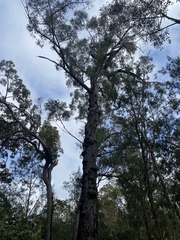 Eucalyptus tindaliae