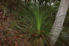 Xanthorrhoea