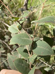 Eucalyptus tindaliae