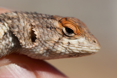 Sceloporus horridus