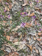 Comesperma hispidulum