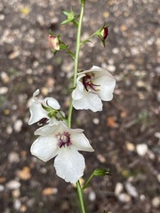 Verbascum blattaria