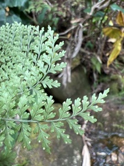 Dryopteris glabra pusilla