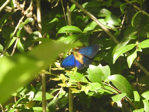 Cethosia lamarckii