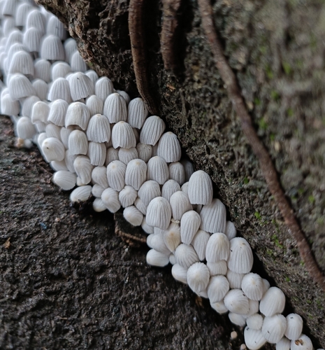 Trooping Crumble Cap (Coprinellus disseminatus)