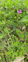 Verbenaceae